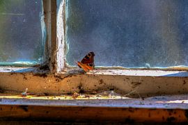 Vlinder by Maikel Brands