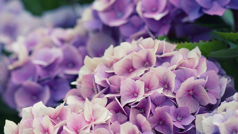 Hydrangea flowers by Bo Valentino