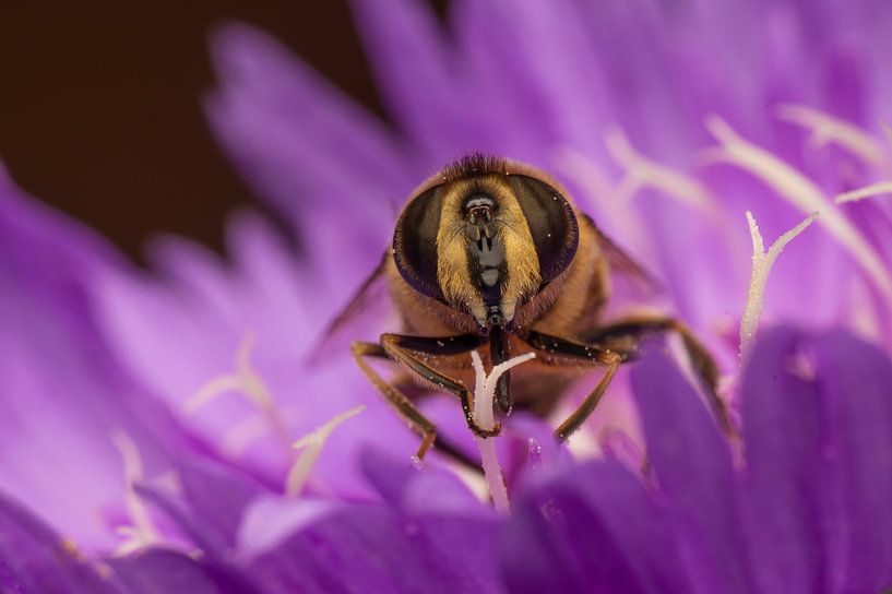 zweefvlieg in een bloem van Egon Zitter