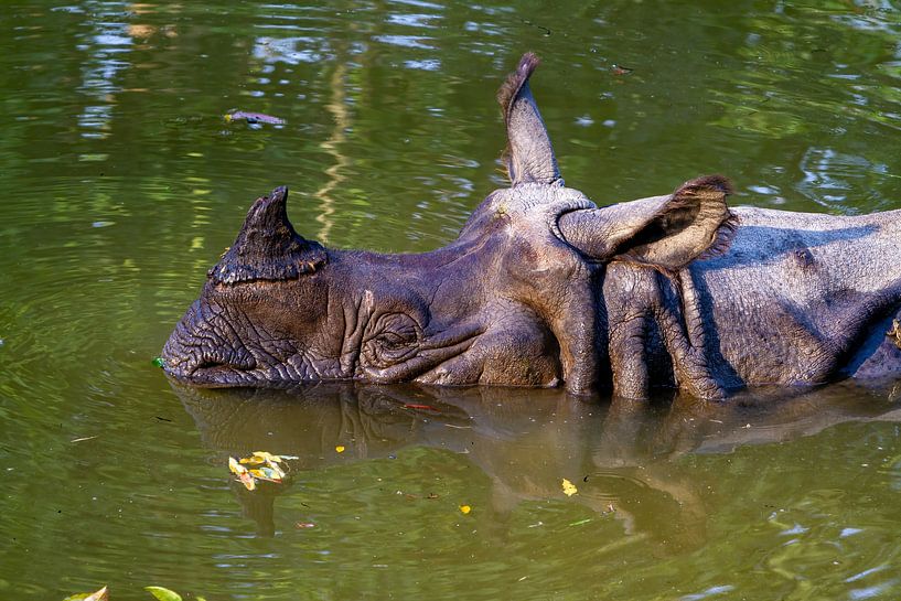 Das indische Panzernashorn von Roland Brack