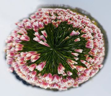 Roze tulpen in een cirkel van Cora Unk