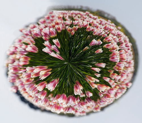 Rosa Tulpen im Kreis