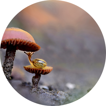 Slakkenkusje van Nathalie Jongedijk