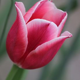 Tulp van Lotte Klumper