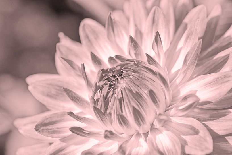 Dahlia par Michael Schuppich
