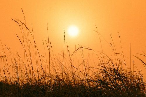 Silhouetten van grassprieten
