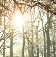Trees in the winter sun