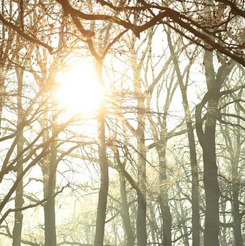 Bomen in de winterzon van Marianne Nijkamp