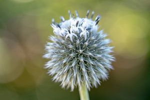 Chardon des champs (blanc)