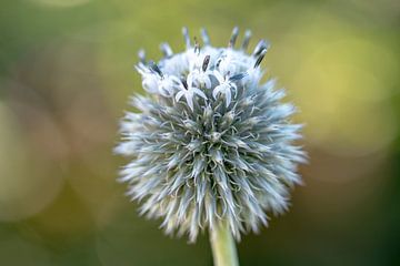 Ackerkratzdistel (weiß) von Tanja van Beuningen