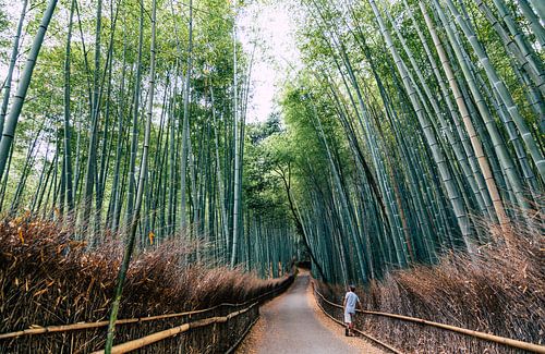 Het prachtige bamboebos in Kyoto (Japan).