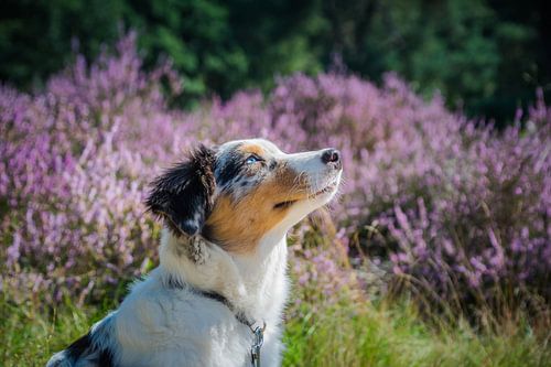 Heide met een Australian Shepherd