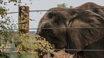 Elephant with a story by Bas brommer