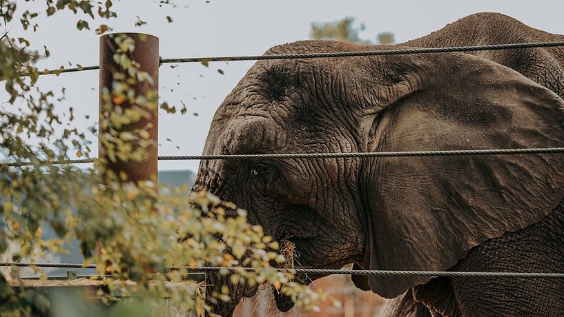 Elefant mit einer Geschichte von Bas brommer