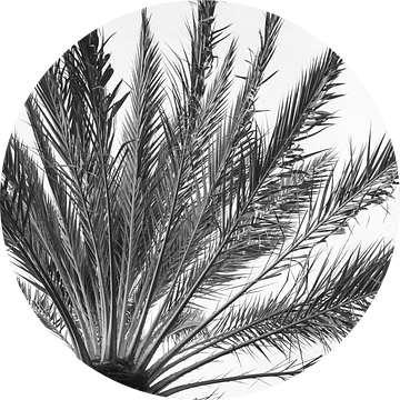 Palmboom Curaçao zwart-wit van Tatiana Verbiesen