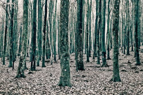 Une forêt de hêtres luxuriante.