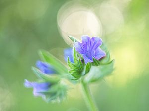 Vieille fleur