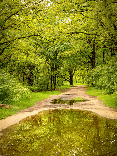 Reflections from trees.