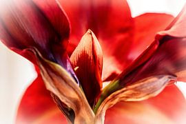 Amaryllis van Rob Boon