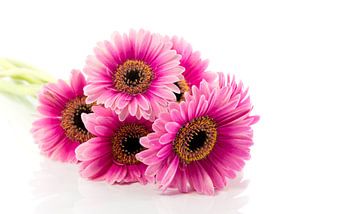 pink gerbera isolated on white