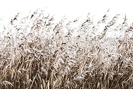 Nature in winter by Clazien Boot