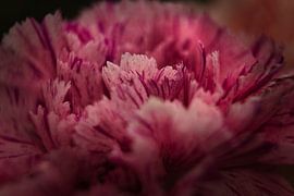 Pink petals in close up
