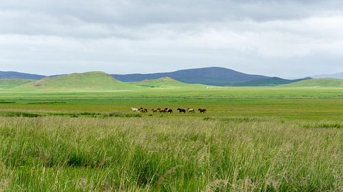 Wilde paarden in Mongolië