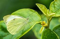 Vlinder