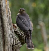 sparrowhawk