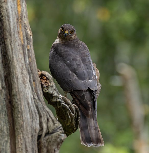 sparrowhawk by Justin Drost