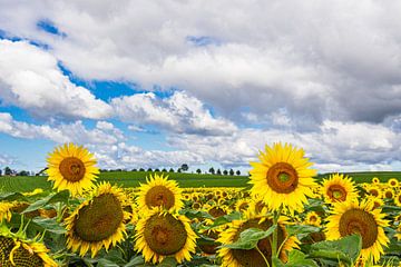 Sunflower field between Stäbelow and Clausdorf near Rostock by Rico Ködder