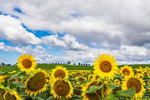 Zonnebloemveld tussen Stäbelow en Clausdorf bij Rostock