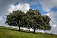 Bomen op een helling