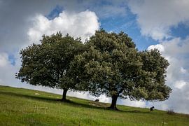 Bomen op een helling von Evelien Buynsters