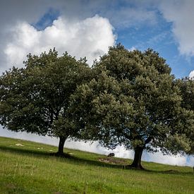 Bomen op een helling van Evelien Buynsters