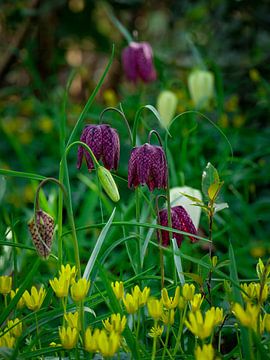 Vanneau sauvage (fleur de vanneau) sur snippephotography