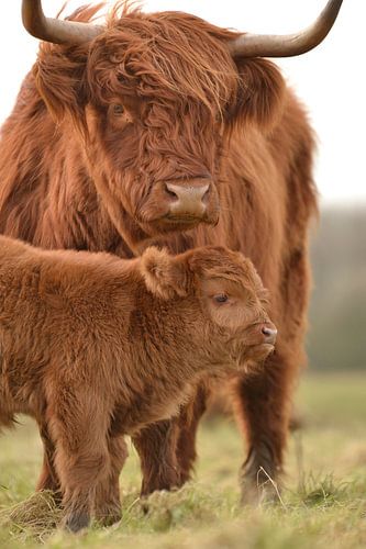 Mère écossaise highlander avec son veau