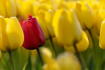 One red tulip stands out in a field of yellow tulips