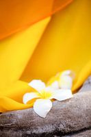 Bright Side of Life 1 - Frangipani-Blume Thailand