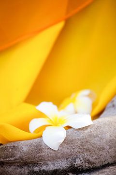 Bright Side of Life 1 - Frangipani Flower Thailand by Tessa Jol Photography