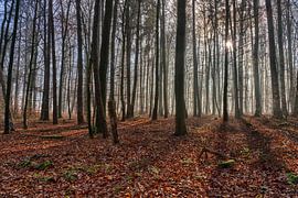 The fog lifts by Uwe Ulrich Grün