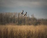 Waterfowl hunting by Jan Hermsen thumbnail