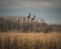 Waterfowl hunting