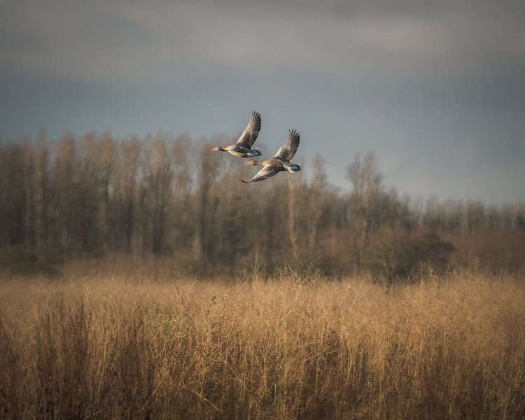 Waterfowl hunting by Jan Hermsen