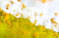 Een impressionisme, Monet stijl beeld van een weiland gele, oranje, rode bloemen.  Opgelaten, optimi