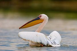 Pelicans in the Danube Delta