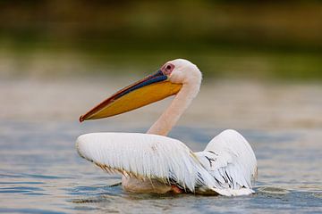 Pelikanen in de Donaudelta van Roland Brack