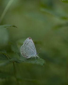 Boomblauwtje van Liliane Jaspers