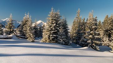 Naaldbomen bij zonsopgang met verse sneeuw in de winter in het Tannheimer Tal, Tirol van Daniel Pahmeier