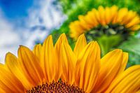 Beauty of nature.